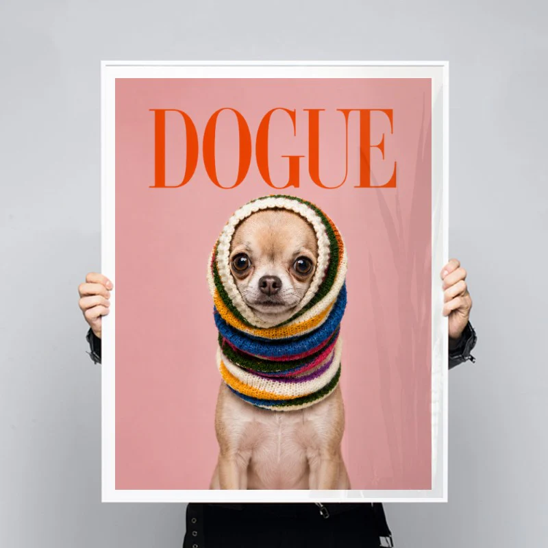 Dogue Chihuahua - Image 3